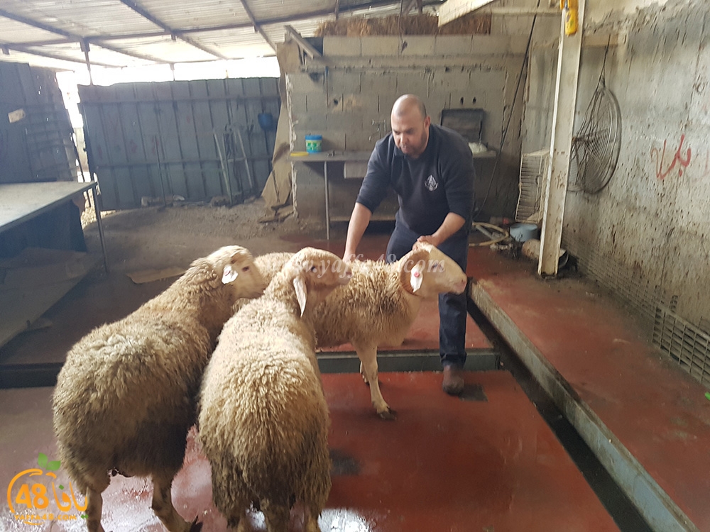 dab7 kharoof jam3iya (10).jpg